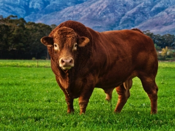 Limousine - Limuzin Irkı