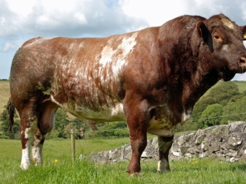 Shorthorn Irkı