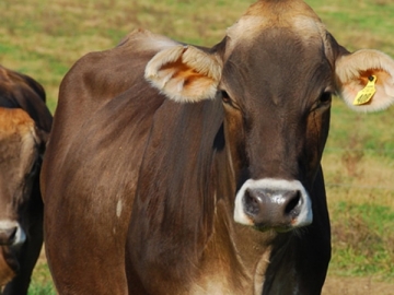 Brown Swiss (Montofon ) Irkı