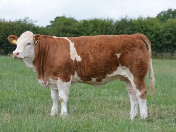 Simmental (Fleckvieh)  Irkı