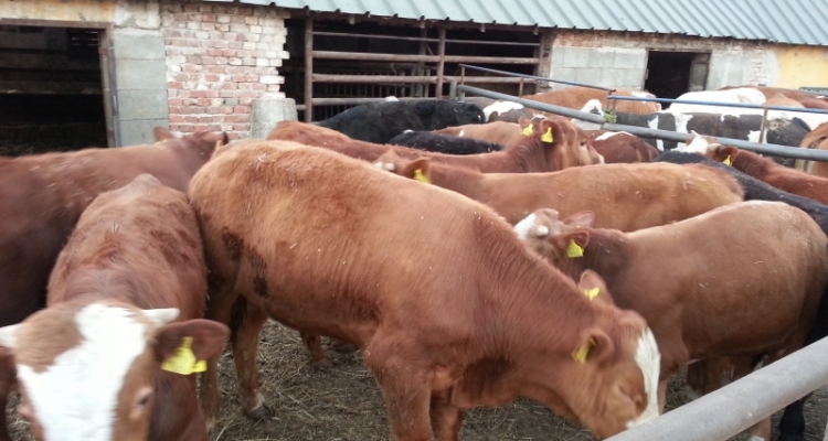 Simmental Hayvanlarımız